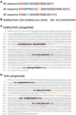 Frontiers | Damage Signaling by Extracellular Nucleotides: A Role